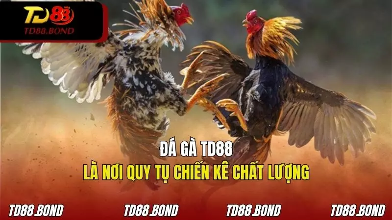 TD88 là sân chơi đá gà tuyển chọn những chiến kê chất lượng