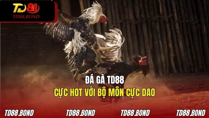 Đá gà cựa dao là hình thức ăn khách nhất tại sảnh đá gà TD88