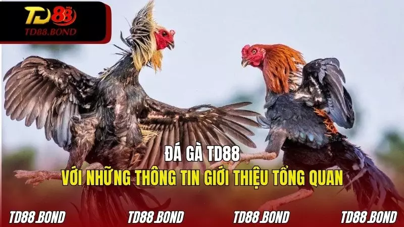 Giới thiệu sơ lược về sảnh cược đá gà TD88