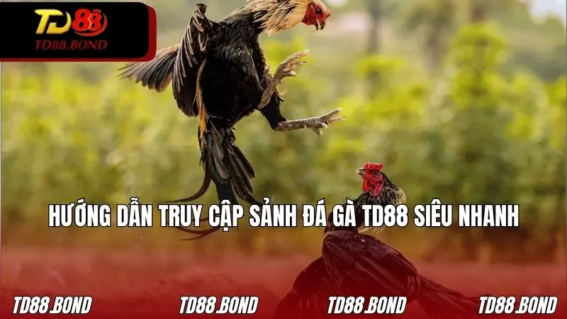 Cách truy cập vào sảnh đá gà TD88 cực nhanh cho bạn